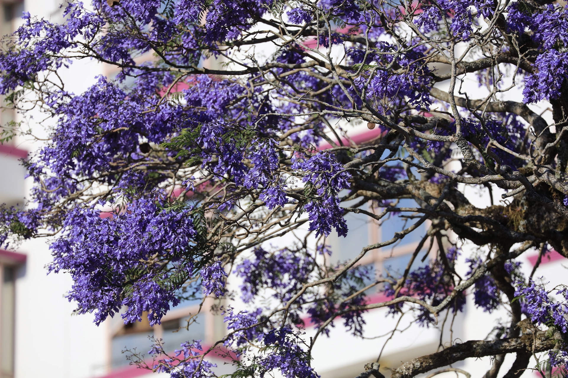 Phượng tím nở rộ khắp các nẻo đường Đà Lạt Phượng tím nở rộ khắp các nẻo đường Đà Lạt