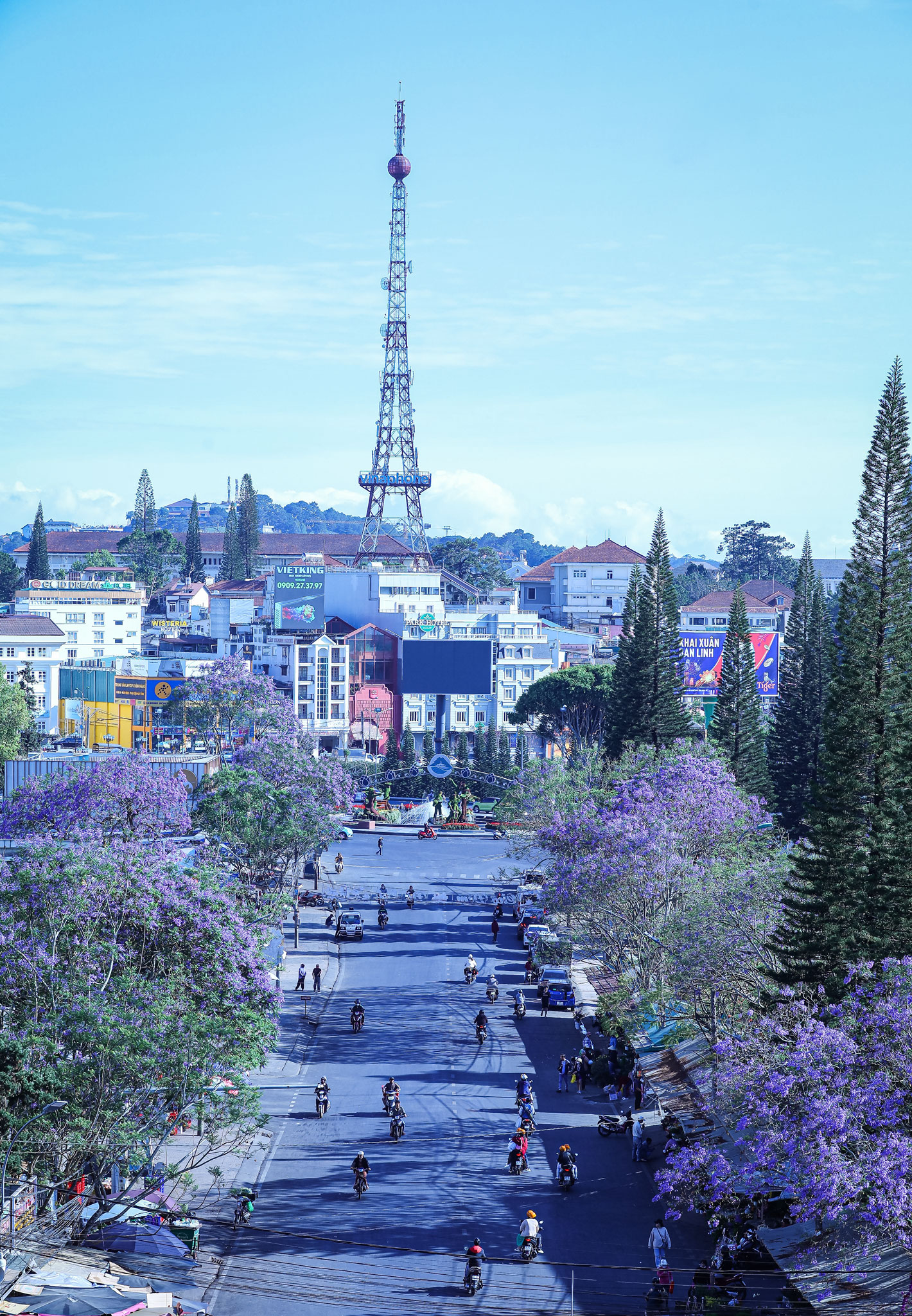 Phượng tím nở rộ khắp các nẻo đường Đà Lạt Phượng tím nở rộ khắp các nẻo đường Đà Lạt