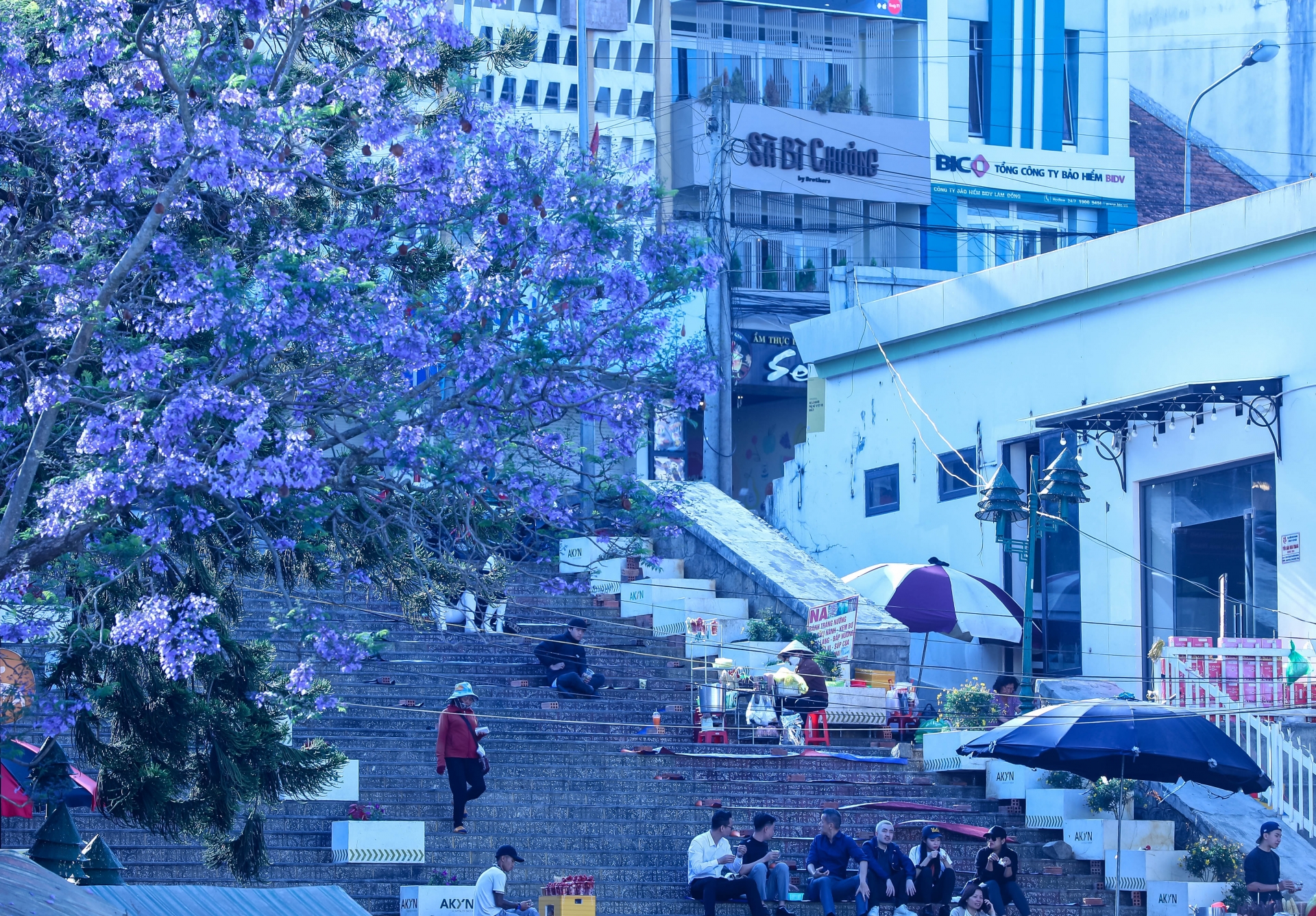 Phượng tím nở rộ khắp các nẻo đường Đà Lạt Phượng tím nở rộ khắp các nẻo đường Đà Lạt