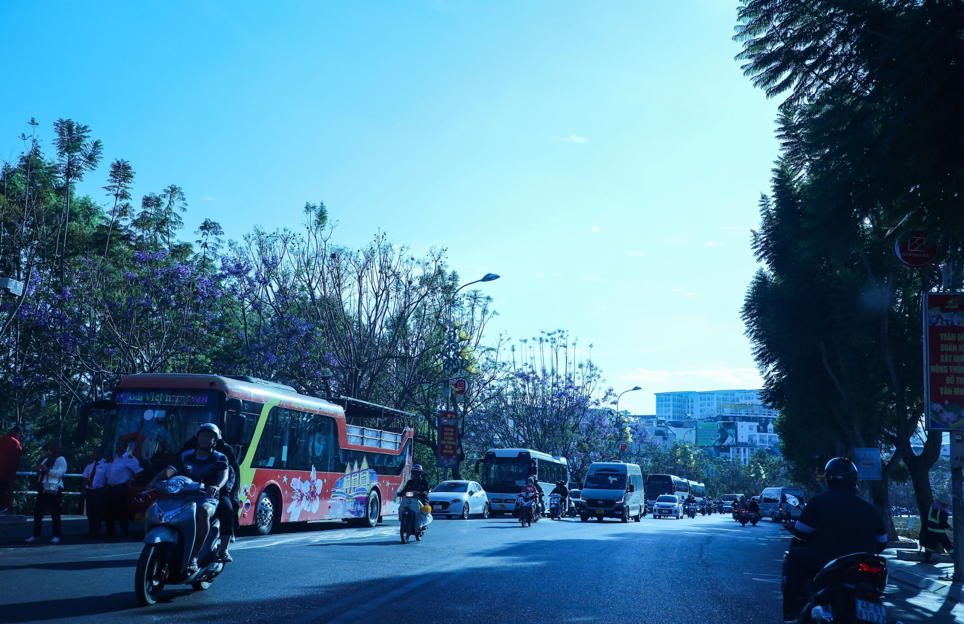 Phượng tím nở rộ khắp các nẻo đường Đà Lạt Phượng tím nở rộ khắp các nẻo đường Đà Lạt