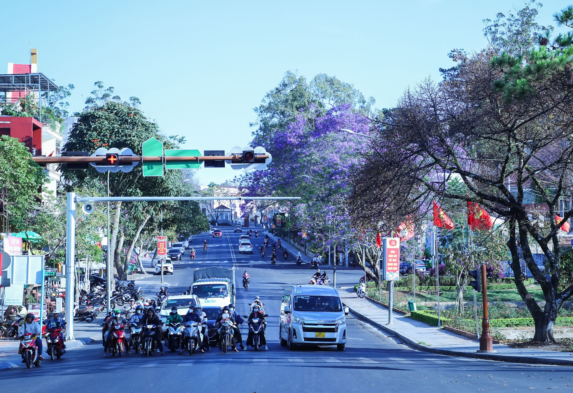 Phượng tím nở rộ khắp các nẻo đường Đà Lạt Phượng tím nở rộ khắp các nẻo đường Đà Lạt