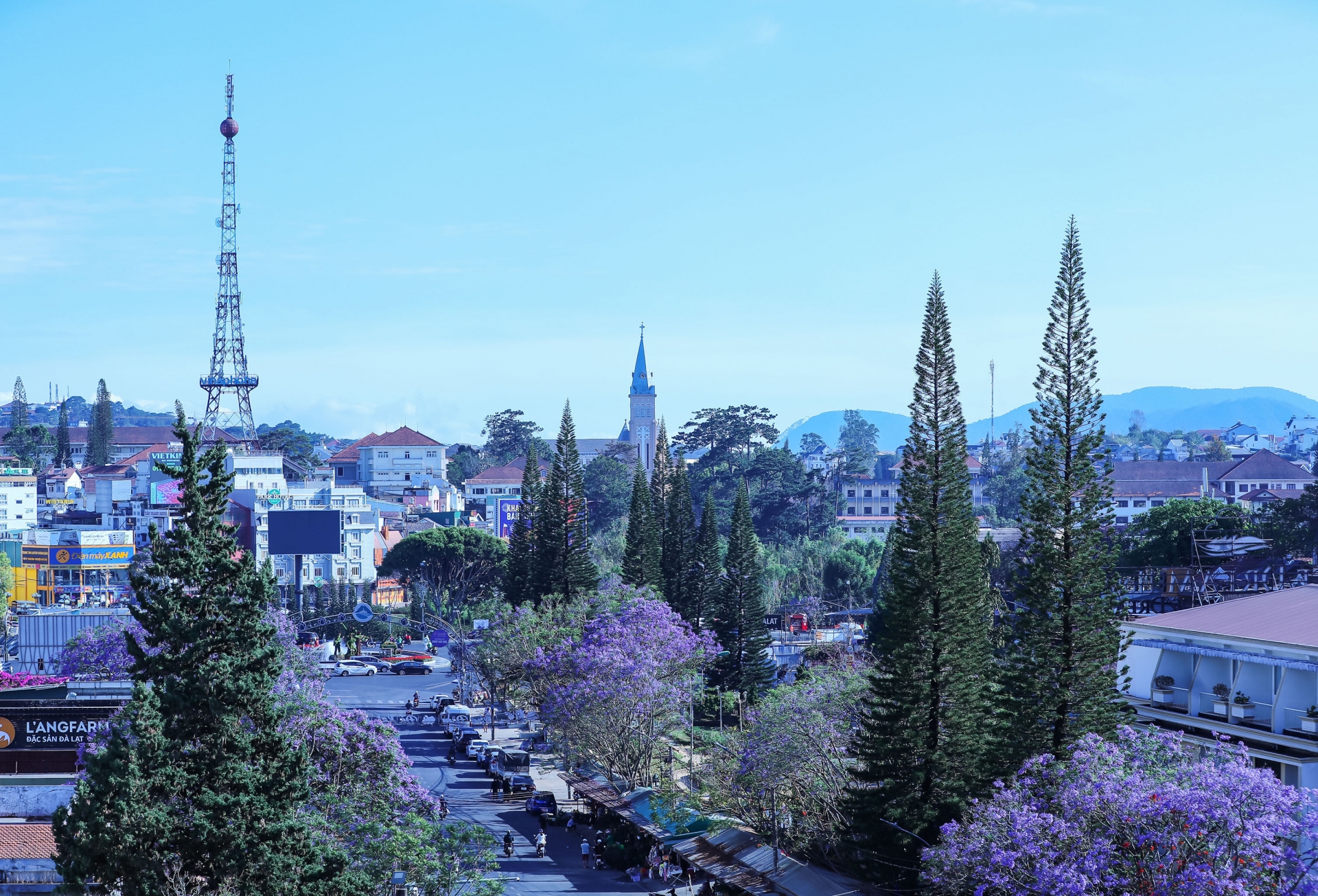 Phượng tím nở rộ khắp các nẻo đường Đà Lạt Phượng tím nở rộ khắp các nẻo đường Đà Lạt