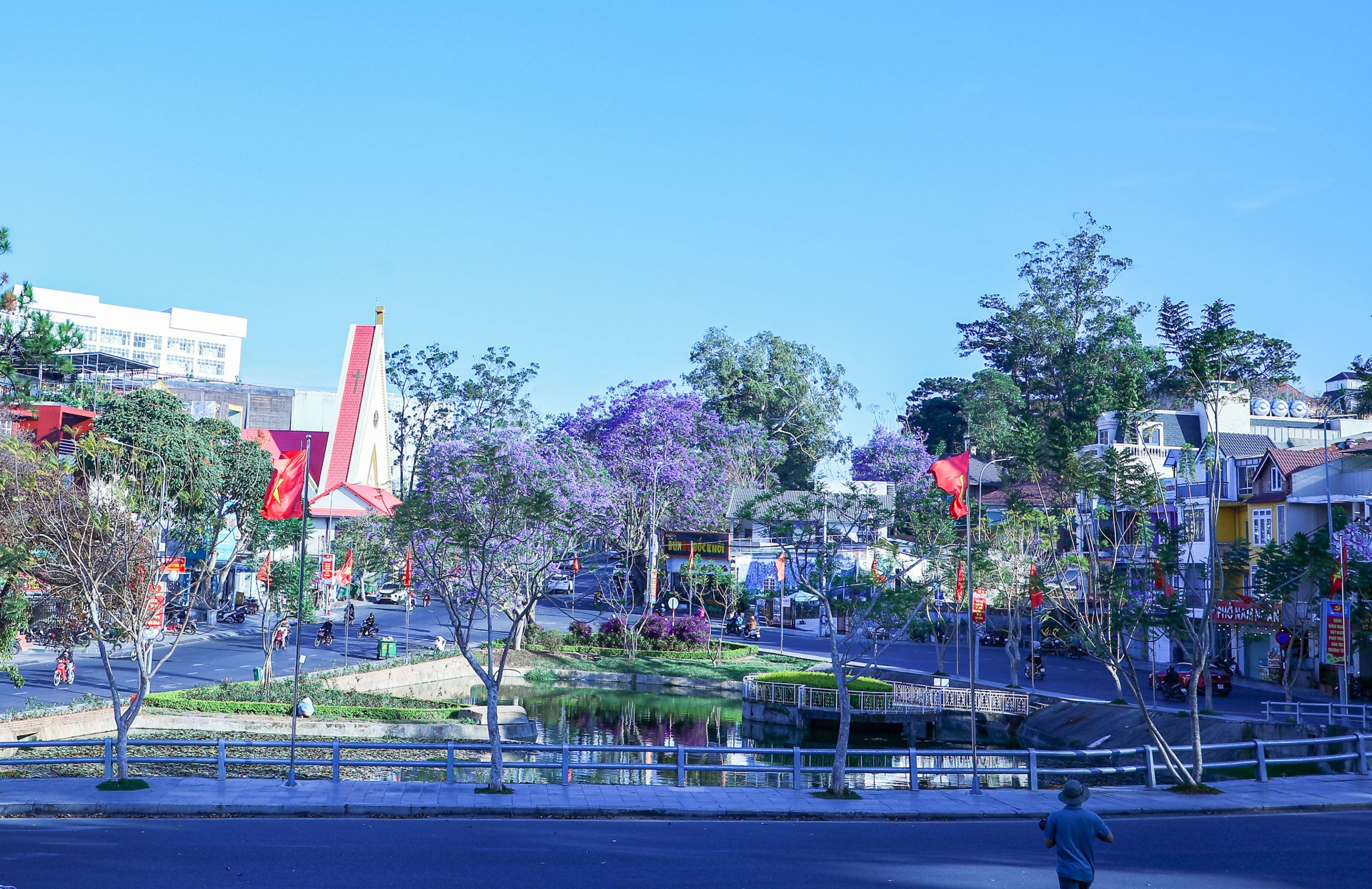 Phượng tím nở rộ khắp các nẻo đường Đà Lạt Phượng tím nở rộ khắp các nẻo đường Đà Lạt