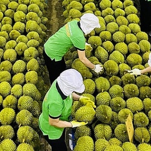 Tin tức kinh tế ngày 21/3: Xuất khẩu sầu riêng sang Thái Lan tăng vọt
