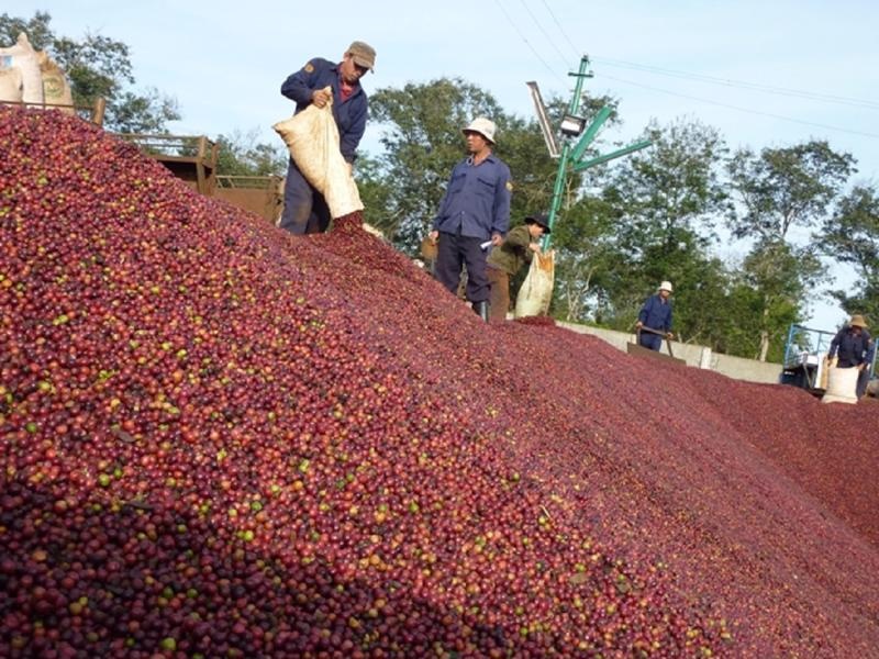 Tin tức kinh tế ngày 13/4: Xuất khẩu cà phê thiết lập kỷ lục mới