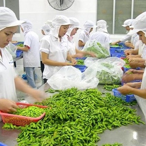 Tin tức kinh tế ngày 18/5: Xuất khẩu rau quả cao kỷ lục