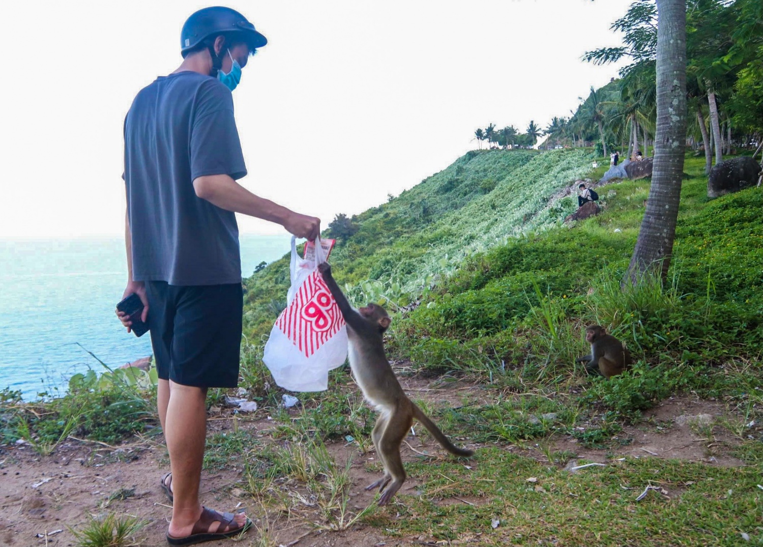 Đà Nẵng: Du khách đến Sơn Trà bị khỉ Đà Nẵng: Du khách đến Sơn Trà bị khỉ