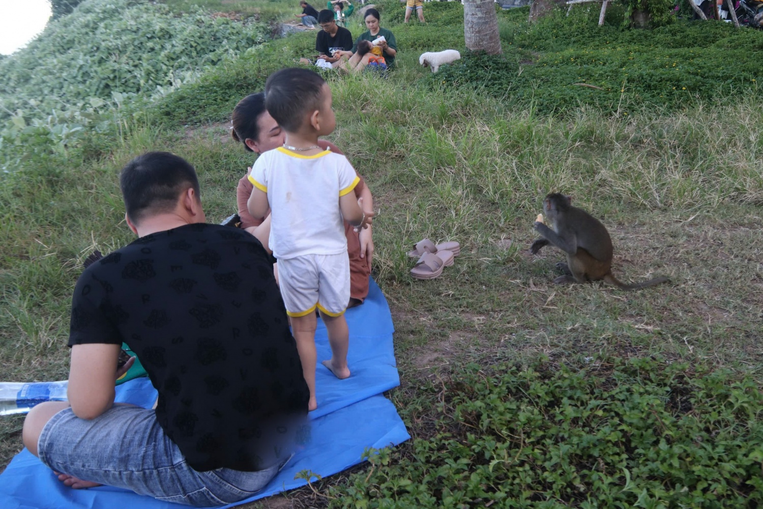 Đà Nẵng: Du khách đến Sơn Trà bị khỉ Đà Nẵng: Du khách đến Sơn Trà bị khỉ