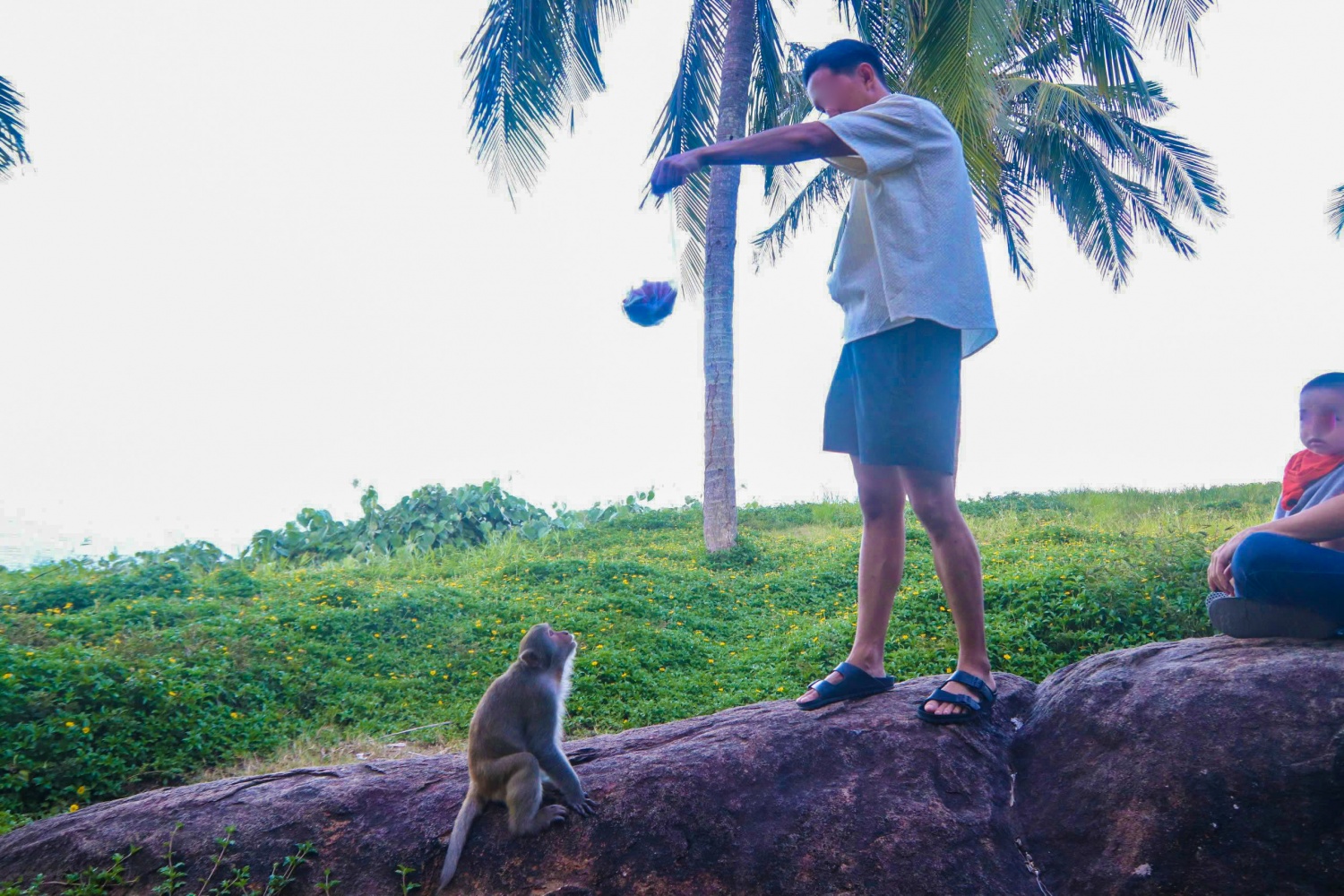 Đà Nẵng: Du khách đến Sơn Trà bị khỉ Đà Nẵng: Du khách đến Sơn Trà bị khỉ