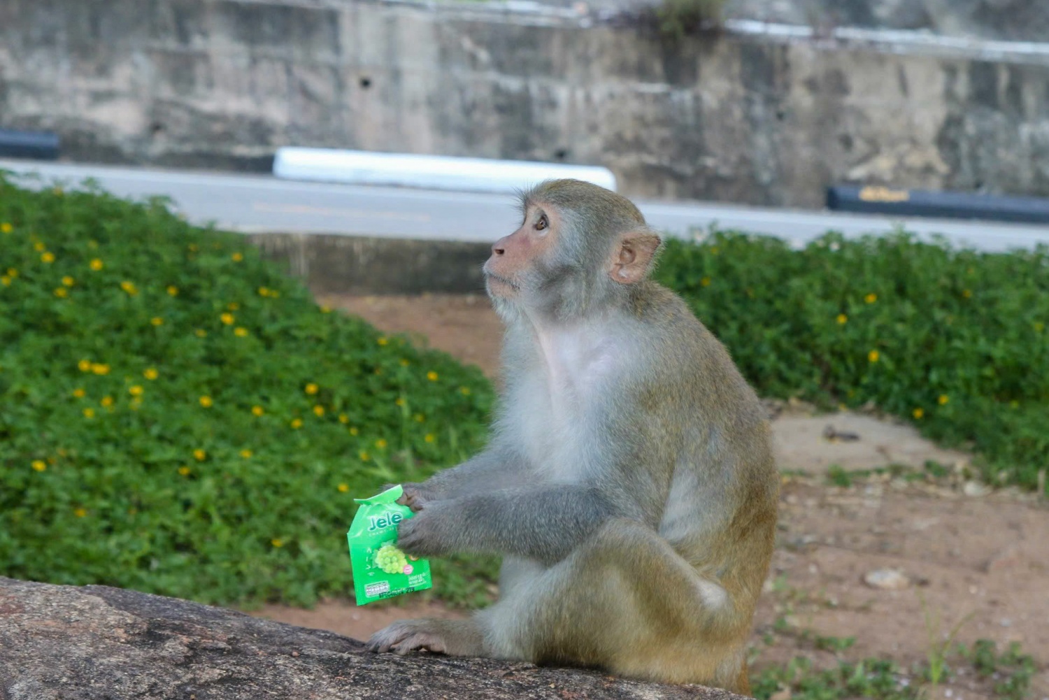 Đà Nẵng: Du khách đến Sơn Trà bị khỉ Đà Nẵng: Du khách đến Sơn Trà bị khỉ