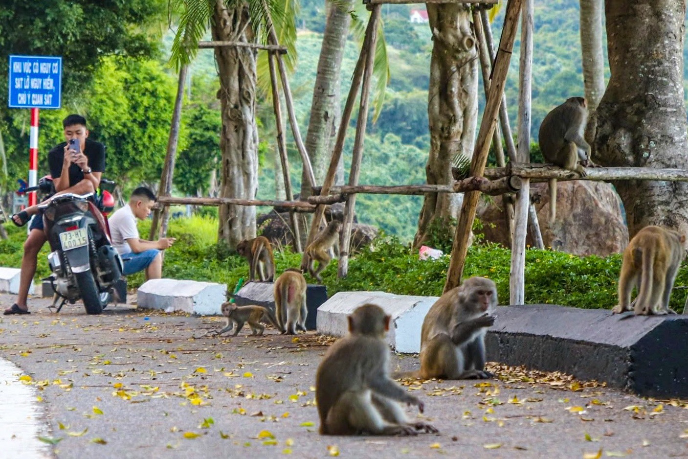 Đà Nẵng: Du khách đến Sơn Trà bị khỉ Đà Nẵng: Du khách đến Sơn Trà bị khỉ