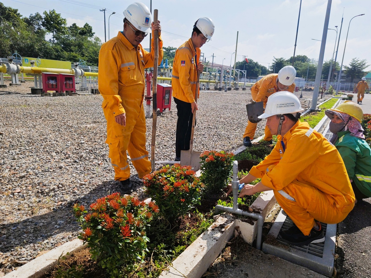 NCSP và PV GAS D chung tay phủ xanh không gian sống NCSP và PV GAS D chung tay phủ xanh không gian sống