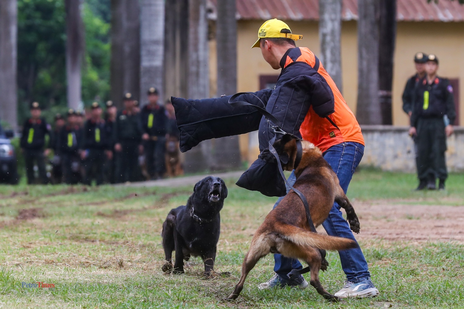 [Chùm ảnh] Mãn nhãn màn diễn tập của lực lượng cảnh khuyển