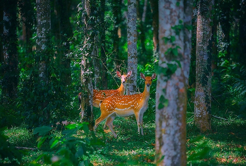 Đêm huyền diệu trong rừng Cúc Phương