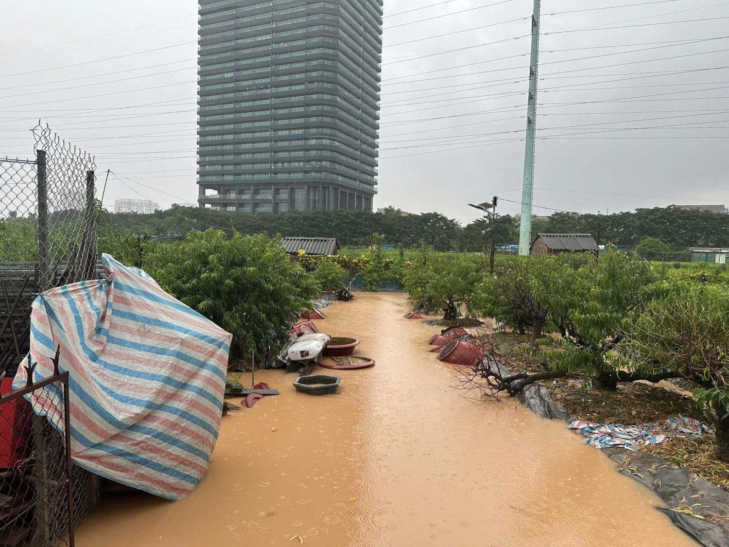 Đào Phú Thượng chìm trong 