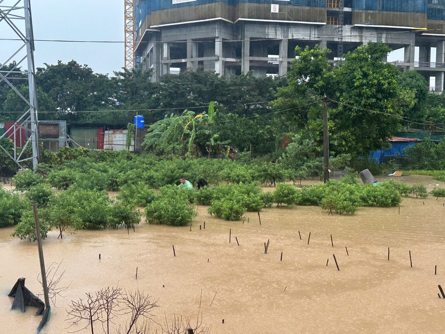 Đào Phú Thượng chìm trong 