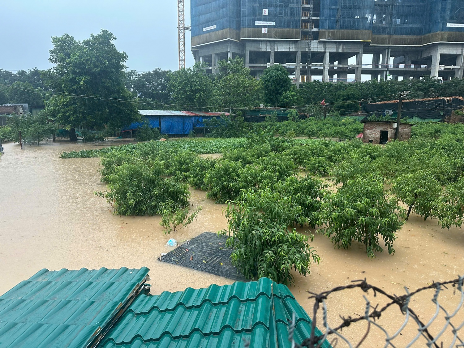 Đào Phú Thượng chìm trong 