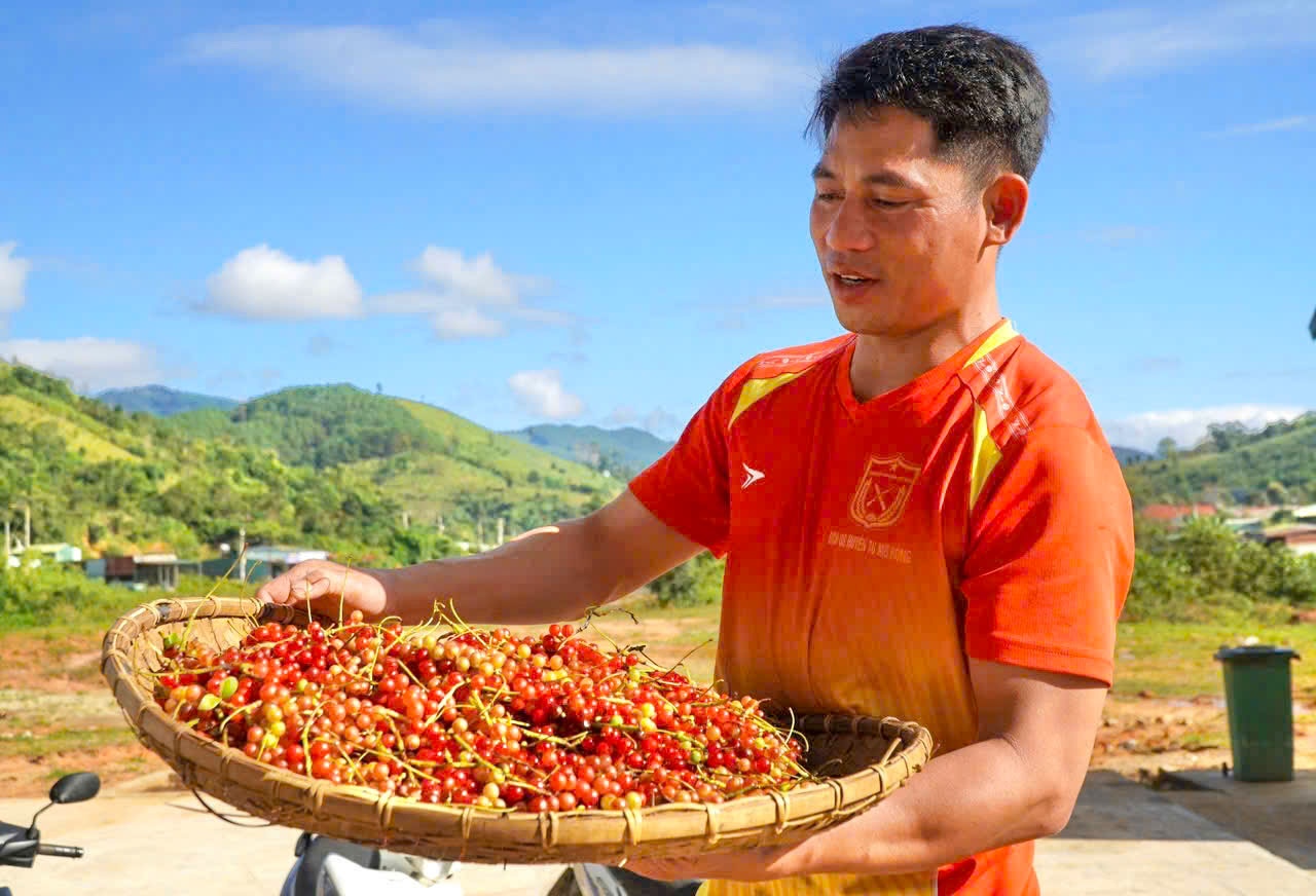“Hạt ngọc trời” giúp người dân kiếm tiền triệu ở phía Tây Quảng Ngãi