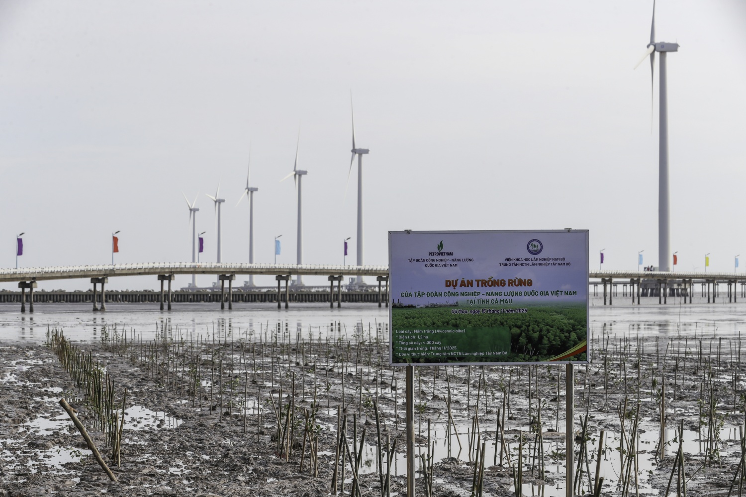 “Triệu bước chân – Ươm mầm bền vững”: Petrovietnam trồng 4.000 cây rừng ngập mặn tại Cà Mau