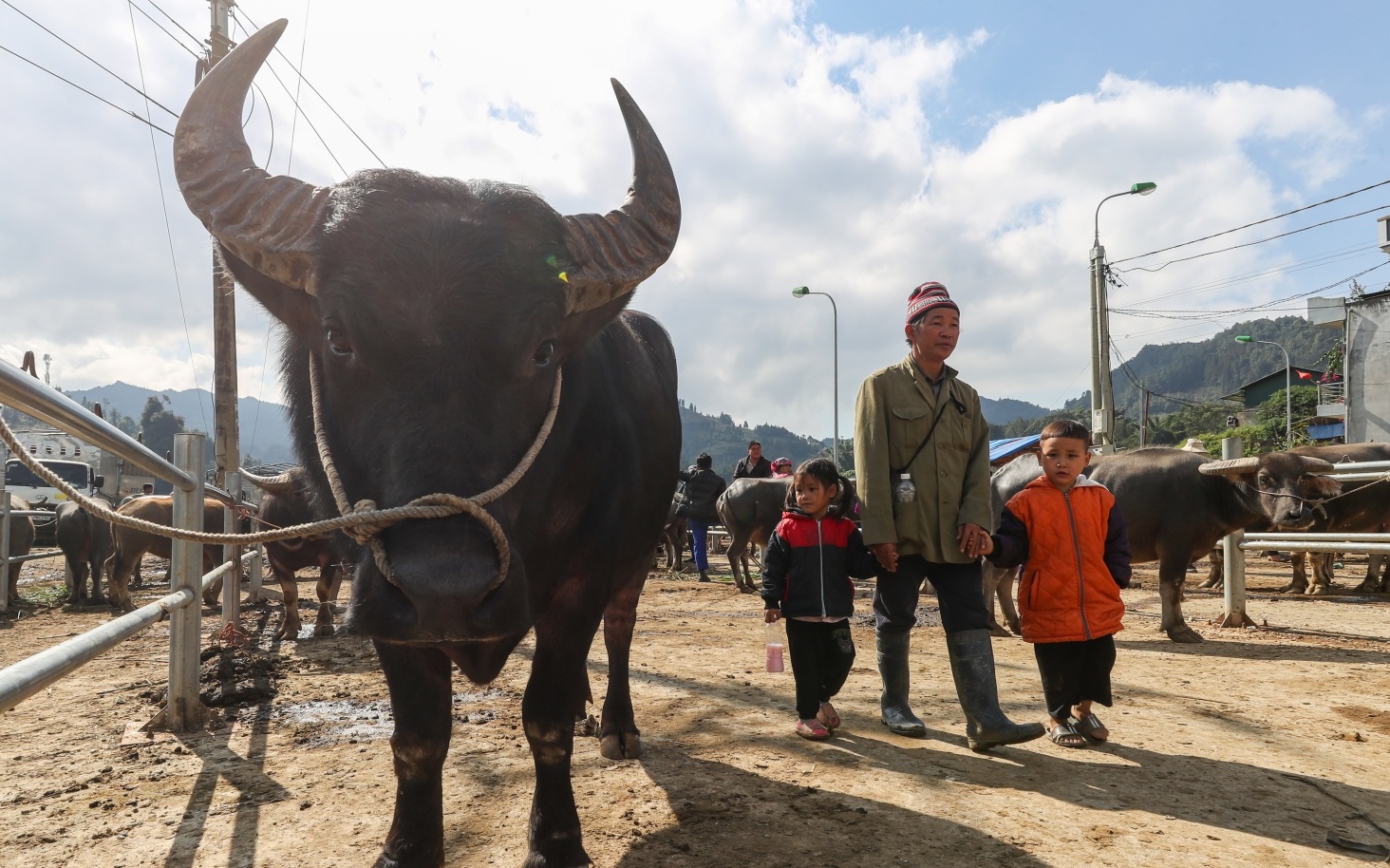 Phiên chợ trâu Bắc Hà: "Sàn giao dịch trăm năm" nơi cao nguyên trắng