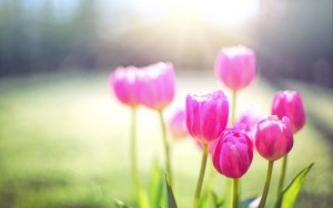 Tử vi tuần mới (1-7/12/2025): Tuổi Mão tin vui cát lành, tuổi Dần công danh khởi phát