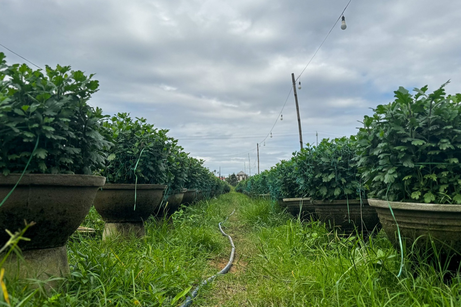 Các chủ vườn hoa tại Nghĩa Hiệp cho biết, để hoa cúc tết được đẹp, họ phải canh đúng thời điểm cho từng giai đoạn của hoa. Việc này sẽ giúp hoa được phát triển đồng đều, khỏe mạnh, không sâu bệnh và giúp đảm bảo giá bán.