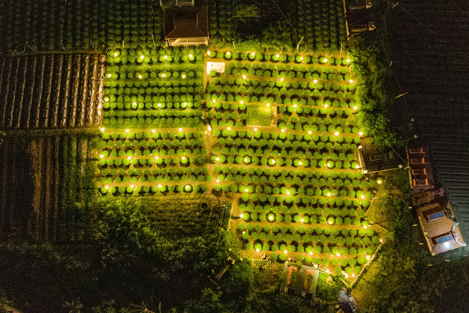 “5 tháng chăm sóc hoa liên tục, nhưng đến nay, vườn hoa bị sâu bệnh nhiều, phát triển thì chậm. Tôi sợ nếu thời tiết cứ thất thường như thế này, thì công sức chăm sóc, trồng trọt trong nhiều tháng qua có thể không được như mong đợi”, ông Nhất chia sẻ.