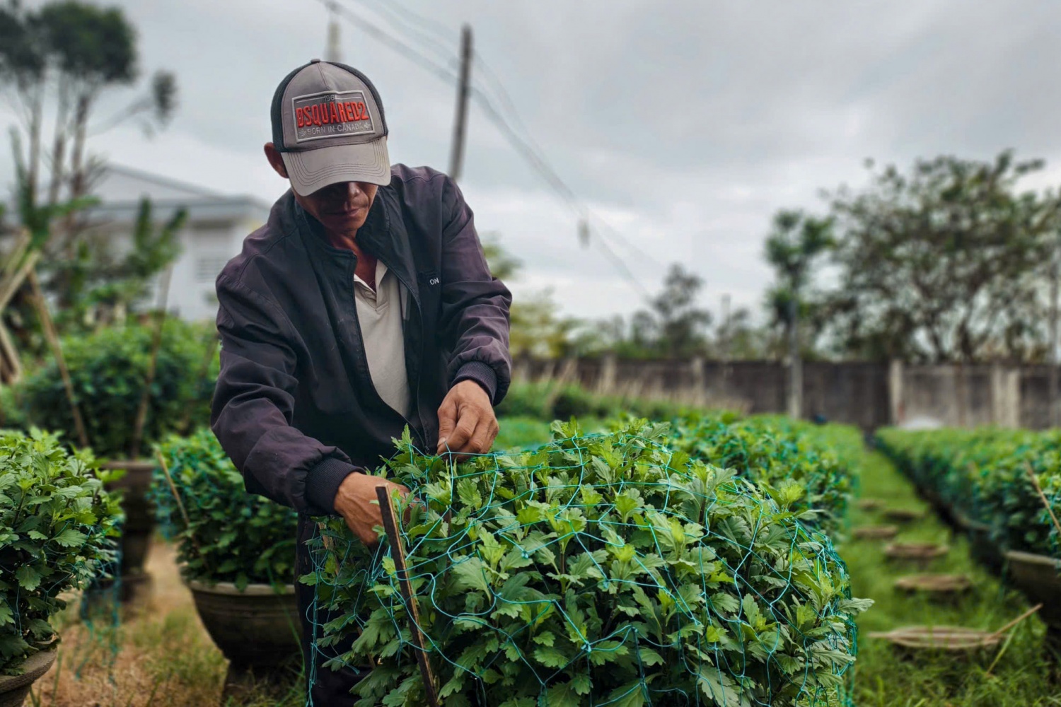 Ông Phạm Hải (thôn Đồng Viên) cho biết, giá cây giống, thuốc trừ bệnh, cát và chậu… đều tăng mạnh so với mọi năm. Cũng giống nhiều hộ gia đình khác, ông Hải cũng đang nỗ lực chăm sóc cho hàng trăm chậu hoa của gia đình phát triển tốt để tránh việc bịép gi