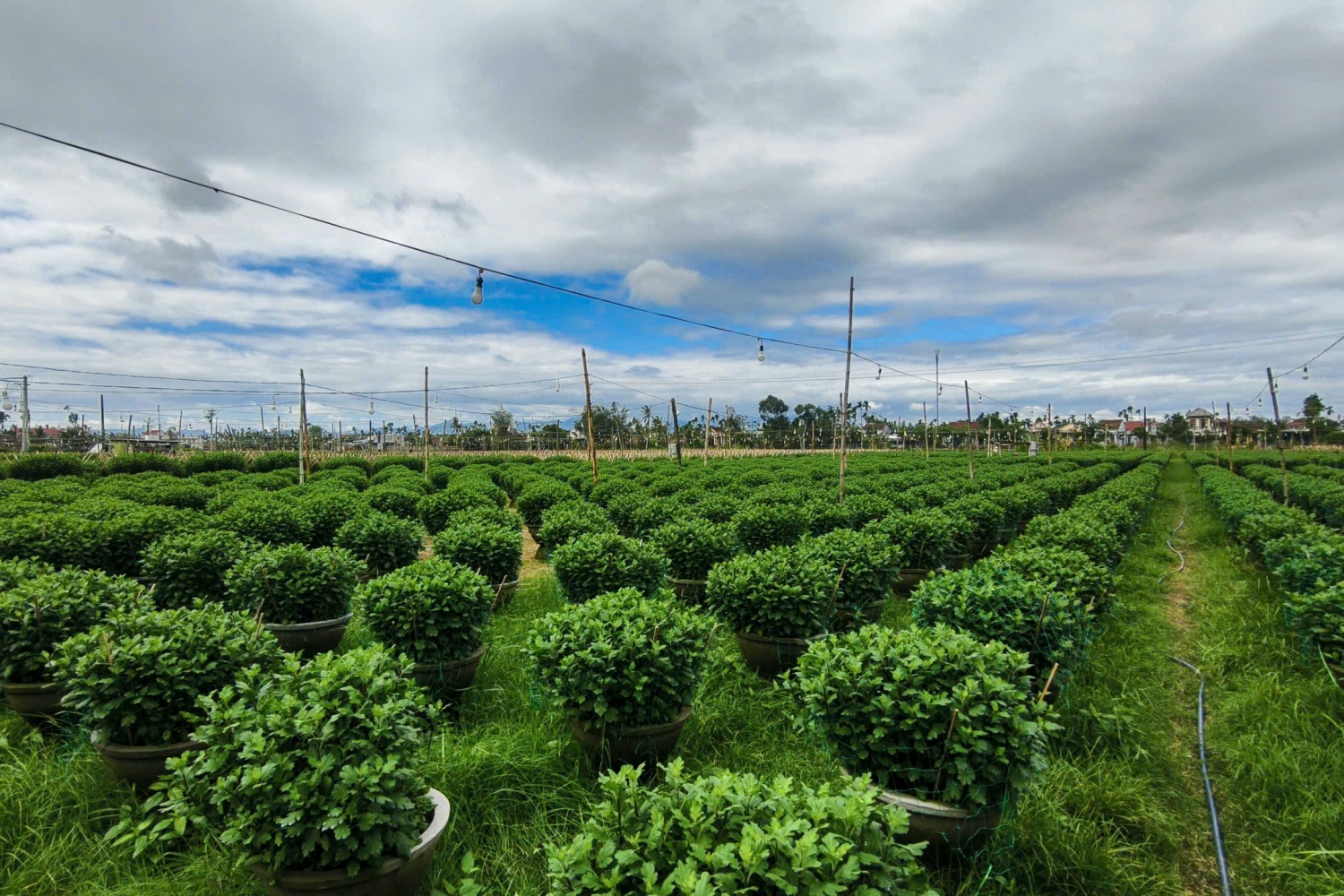 Năm nay, nhiều nỗi lo khiến những người trồng hoa tại Nghĩa Hiệp không khỏi u sầu, nếu hoa không phát triển như kỳ vọng, họ có thể sẽ thua lỗ nặng. Năm 2024, hoa cúc tết có giá dao động từ 180 – 500 nghìn đồng/chậu tùy theo kích thước.