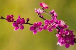 Thư mời cộng tác Ấn phẩm Xuân Bính Ngọ 2026 - Tạp chí Năng lượng Mới