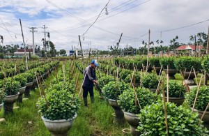 Thủ phủ hoa cúc miền Trung “lao đao” sau thiên tai
