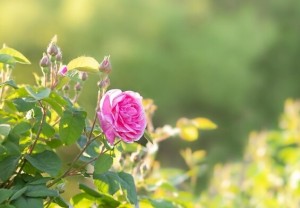 Tử vi tuần mới (22-28/12/2025): Tuổi Thân quý nhân nâng đỡ, tuổi Tỵ hạnh phúc bất ngờ