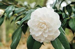 Tử vi tuần mới (9-15/3/2026): Tuổi Sửu sự nghiệp bứt phá, tuổi Ngọ cơ hội rộng mở