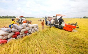 Tin tức kinh tế ngày 12/3: Cần tăng cường thu mua, tránh trục lợi, ép giá lúa gạo