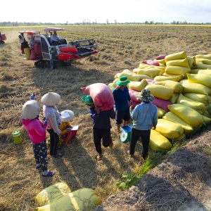Phân bón Cà Mau: Tính trước mùa vụ để vững chãi “mùa vàng”