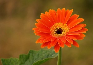 Tử vi tuần mới (20-26/4/2026): Tuổi Dậu công danh khởi phát, tuổi Mùi xây dựng nền tảng