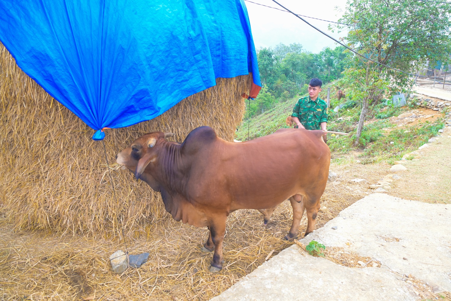 Những con bò thong thả gặm cỏ trên sườn đồi, gắn bó với đời sống tăng gia của người lính biên cương.