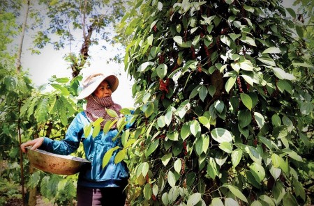 Mùa tiêu đỏ và nỗi lo nhân lực