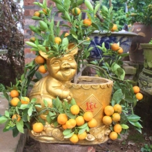 cay mai hon 120 tuoi duoc chao ban 3 ty dong o mien tay