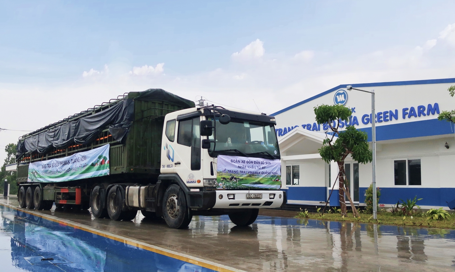 Cơn mưa trái mùa không gây nhiều trở ngại mà ngược lại làm dịu cái nắng nóng của miền Trung những ngày qua, giúp đàn bò sữa cảm thấy dễ chịu hơn  