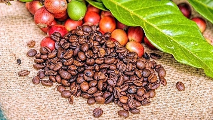 Giá cà phê hôm nay 7/6: Chạm đỉnh 5 năm