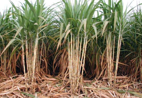 Ảnh minh hoạ,https://kinhtexaydung.petrotimes.vn