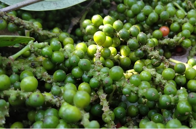 Ảnh minh hoạ.https://kinhtexaydung.petrotimes.vn