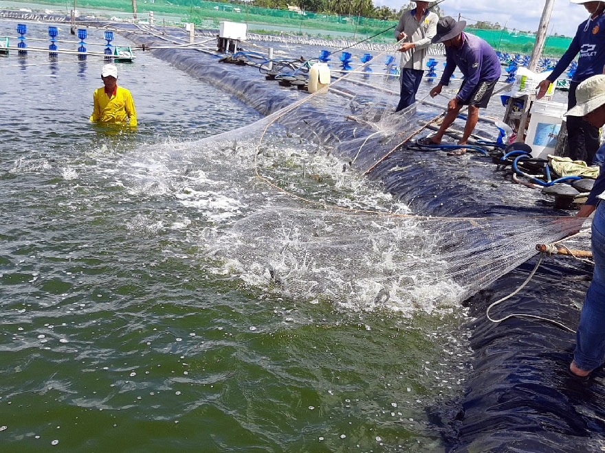 Doanh nghiệp thủy sản 