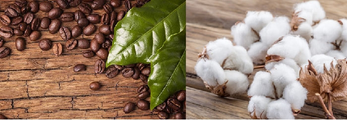 Bông và cà phê Arabica giữ sắc đỏ trong phiên 13/9