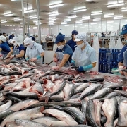 Xuất khẩu cá tra khởi sắc, dự kiến mang về hơn 2 tỷ USD
