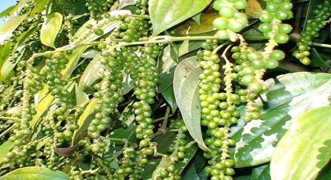 Giá tiêu hôm nay 19/2: Đi ngang ở một số địa phương