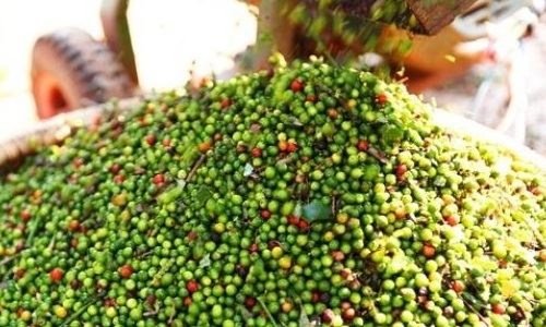 Giá tiêu hôm nay 28/2: Không có biến động