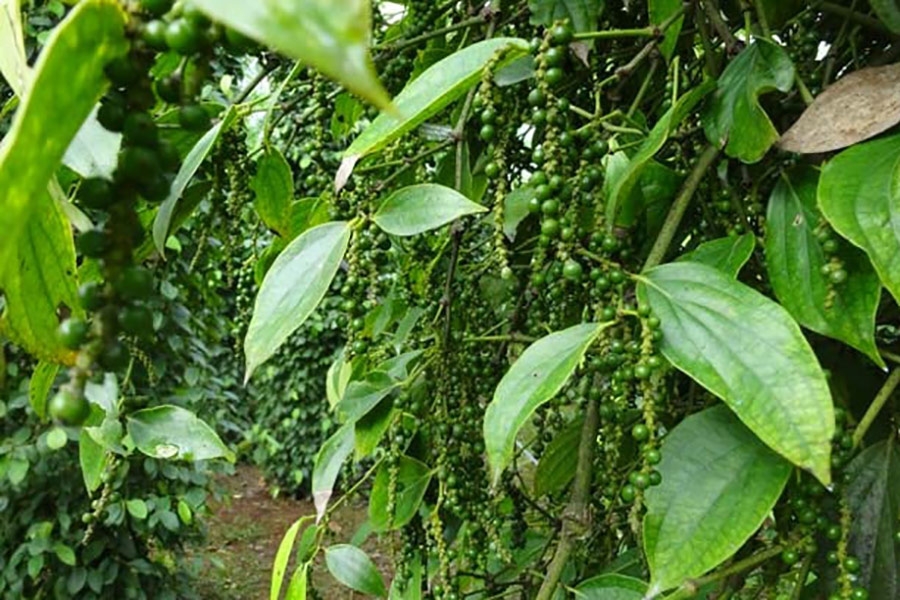 Giá tiêu hôm nay 17/3: Giữ ổn định tại các tỉnh