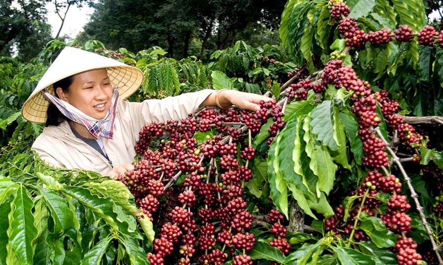 Giá cà phê hôm nay 30/4: Giá giảm mạnh, liệu có khả năng tăng trở lại?